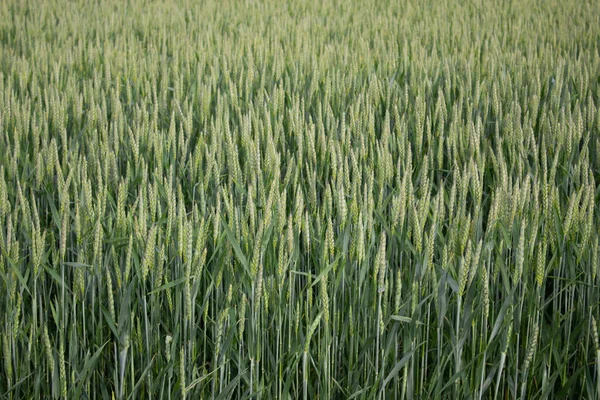 Pozadí Zelených Uší Pšenice Zemědělství Pěstování Obilovin Špičáky Pšenice Poli — Stock fotografie