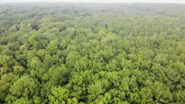 Vue aérienne du lever du soleil sur le vol matinal brumeux en forêt. Drone abattu sur une forêt brumeuse d'arbres verts d'une forêt mixte dense 