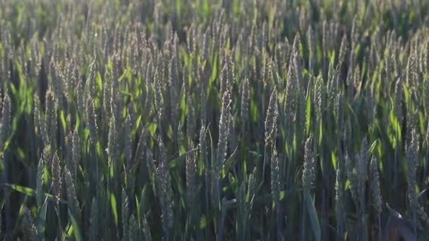 Grüne Junge Ähren Reifes Getreide Abendsonne Sonnenuntergang Auf Dem Feld — Stockvideo