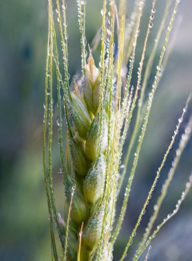 Sabah çiğ taneleriyle arpa dikenli krema..