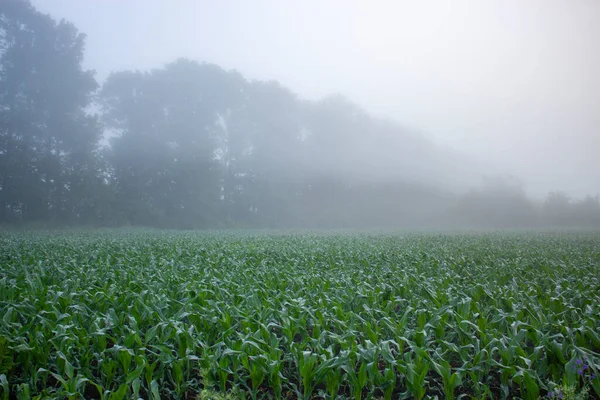 Feld Mit Maisfeldern Morgennebel Waldrand — Stockfoto