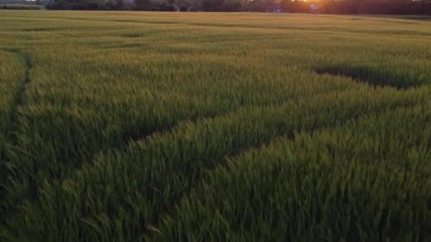 Bagliore Dorato Del Sole Del Mattino Che Splende Sul Campo — Video Stock