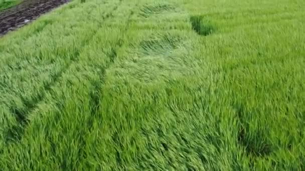 Orge Écrasée Orge Tombée Sol Cause Fortes Pluies Tempête Endommagé — Video