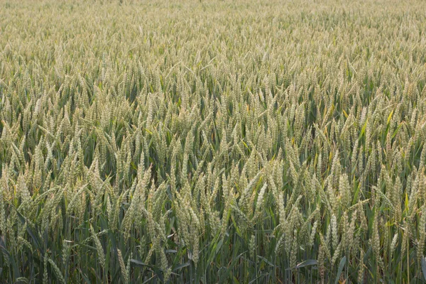 Зеленая Пшеница Поле Фон Колосьев Пшеницы — стоковое фото