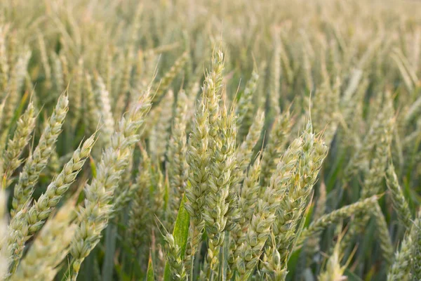 Зелені Вуха Пшениці Полі Сільське Господарство Вирощування Пшениці — стокове фото