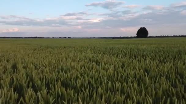 Vetefält Kvällen Blå Himmel Med Moln Träd Vid Horisonten — Stockvideo