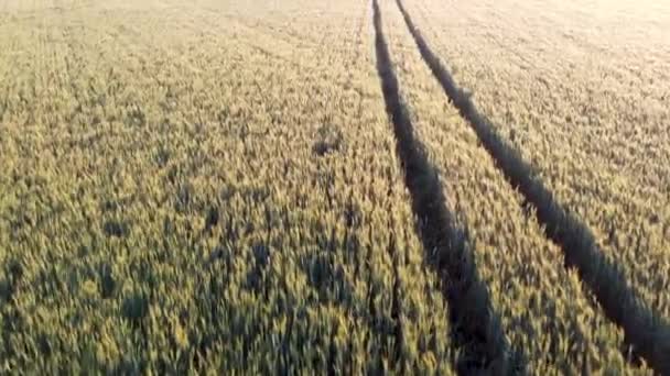 Sporen Van Landbouwmachines Een Veld Van Gerst Drone Vliegen Gewassen — Stockvideo