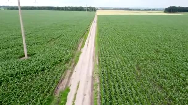 Route Des Champs Cultures Maïs Blé Moto Roule Sur Route — Video