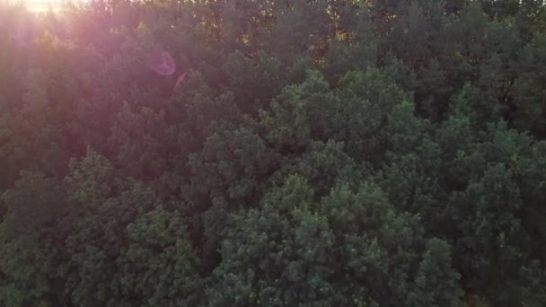 Zonsopgang Velden Landbouwgrond Vlucht Het Bos Velden Vroeg Ochtend — Stockvideo