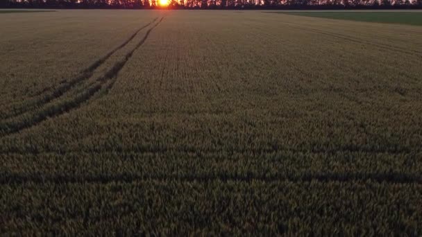 Восход Солнца Над Пшеничным Полем Яркое Оранжевое Солнце — стоковое видео