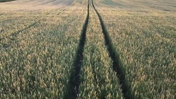 Sledováno Zemědělských Strojích Stopy Pšenici Snížení Škůdců Plodinách Pšenicí — Stock video
