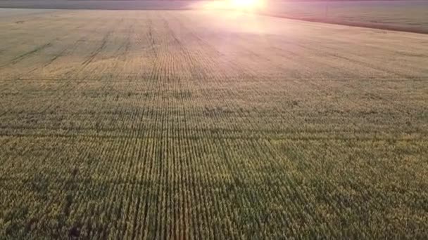 Campo Grano Sera Campi Agricoli — Video Stock