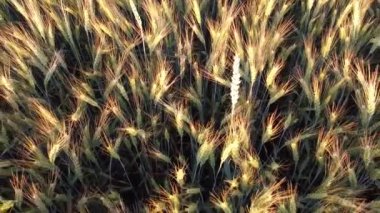 Arpa dikenleri tahıl ve arpa hasadı manzarası.