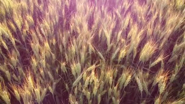 Spikelets Barley Sparkle Evening Sun Glow Evening Sun Lens Chamber — Stock Video