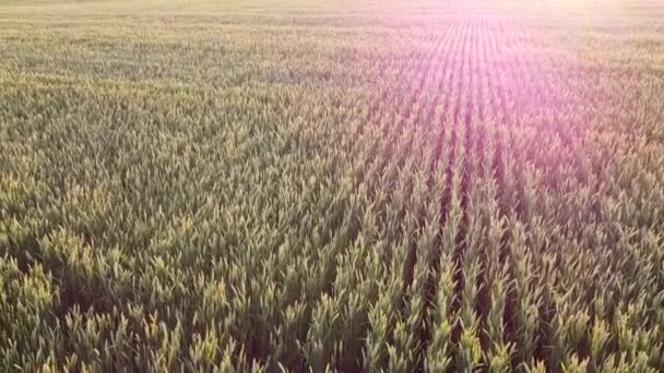 Acima Superfície Com Culturas Trigo Campo Luz Brilhante Sol Noite — Vídeo de Stock