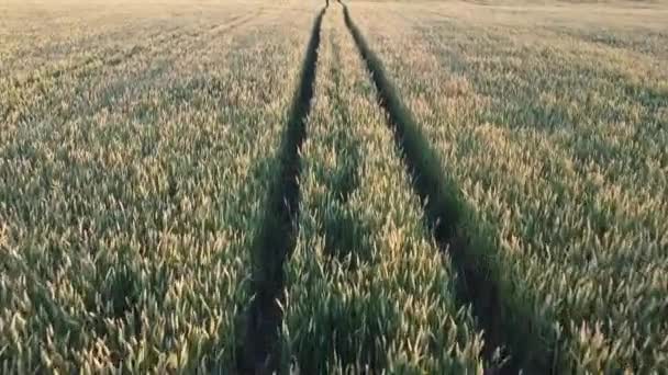 Rastreado Trilhos Máquinas Agrícolas Trigo Redução Pragas Culturas Com Trigo — Vídeo de Stock