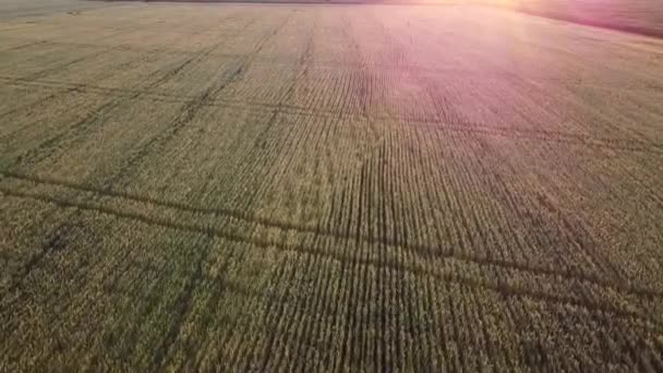 Luminoso Sole Serale Sui Campi Grano — Video Stock