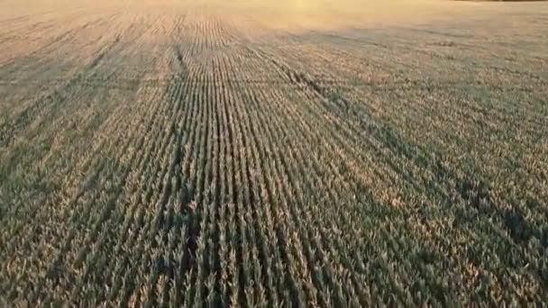 Maravilhosa Colheita Trigo Verificação Voo Noite Por Drone Sobre Culturas — Vídeo de Stock