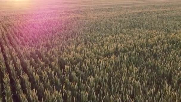 Zemědělec Večer Létá Nad Oblastmi Pšeničnými Plodinami Orá Růst Sklizeň — Stock video