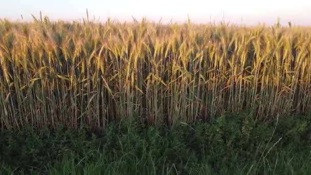 Parede Com Culturas Cevada Borda Campo Sob Estrada Amadurecendo Orelhas — Vídeo de Stock