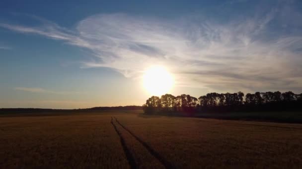 Wspinaczka Polach Lasach Lot Słońce Zachód Słońca Wspaniały Wieczór Farmie — Wideo stockowe