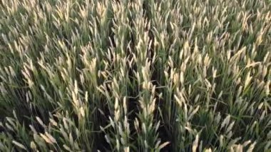 Tarlada buğday başakları. Çiftlikte sıra sıra tahıl. Mısır gevreği yetiştirmek için tarım endüstrisi.