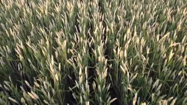 Stacheln Von Weizen Auf Dem Feld Reihenweise Getreide Auf Dem — Stockvideo