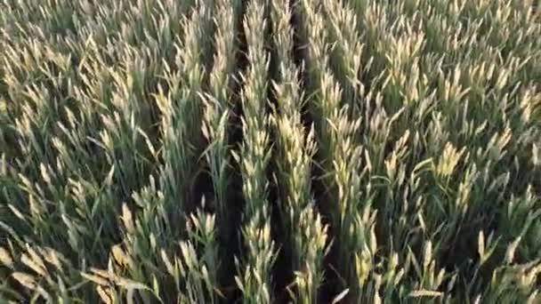 Поле Пшеницею Колоски Ширяють Вітрі Увечері Над Полем Пшениці — стокове відео