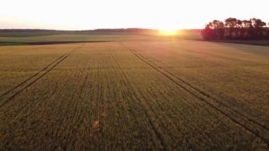 Gün batımında olgunlaşan arpa tarlası.