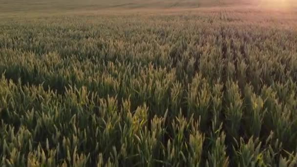 Pšeničné Pole Dozrávající Pšeničné Uši Záře Jasného Večerního Slunce Západ — Stock video