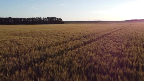 畑の冬の大麦の表面の上に 夜の太陽の下で大麦の輝きの小花 — ストック動画