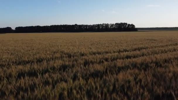 野原の大麦の穂を裂く — ストック動画