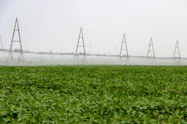 Watering the soybean crop growing in the field. Growing soybeans on an Indian farm