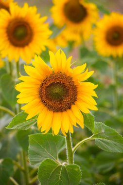 Ayçiçeği, tarlada açan ayçiçeği. Yüksek petrol santrallerinin tarım ve ekimi, Fransa.