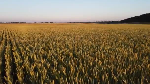 Campo Con Trigo Atardecer Maduración Del Grano Los Campos Agrícolas — Vídeos de Stock