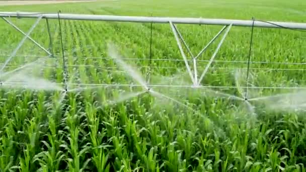 トウモロコシ畑への灌漑システム 散水プロセスの撮影を閉じる — ストック動画
