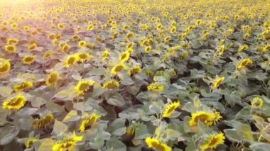 Bir hava aracı bir ayçiçeği tarlasında uçuyor, güneş ışınları lenslerde bir parıltı yaratıyor ve akşam günbatımının hoş sarı bir parıltısını veriyor..