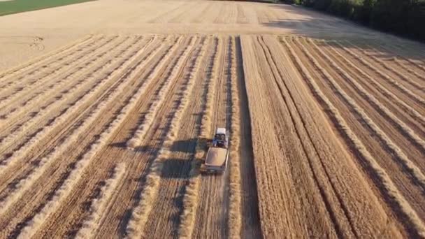 Трактор Забирает Прицеп Зерном Поля Комбайна Который Пожинает Пшеницу Вид — стоковое видео