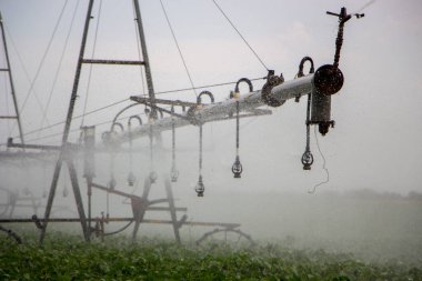 Soya fasulyesi tarlasının üzerindeki sulama sisteminden su damlıyor..