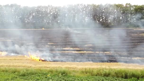 Płomienie Dym Pożar Polu Zbiorach Zanieczyszczenie Powietrza Spalanie Słomy Polu — Wideo stockowe