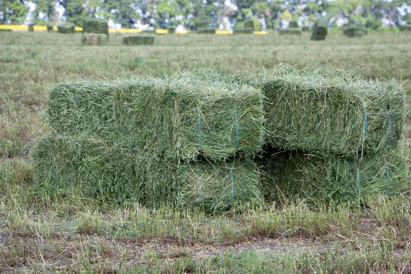 田地里躺着一袋包包的牛用苜蓿干草 — 图库照片