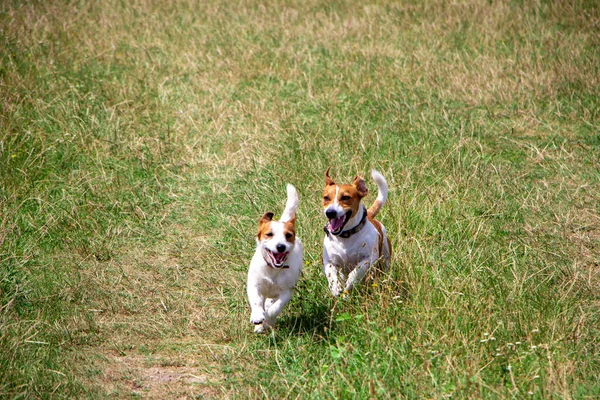 Happy Dogs Jack Russell Terrier Breed Walk Run Meadow Mating — Stock Photo, Image