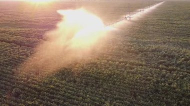 Tarlada soya fasulyelerinin sulanması, otomatik sulama sistemi, tarım ve büyüyen endüstri ile tarlaların sulanması