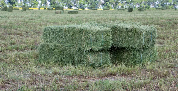 Square bales of alfalfa hay for cattle are lying on the field.