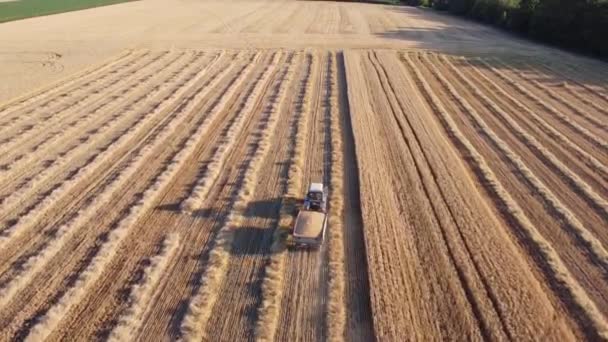 Ciągnik bierze przyczepę z ziarna z pola z kombajnu, który zbiera pszenicę. — Wideo stockowe