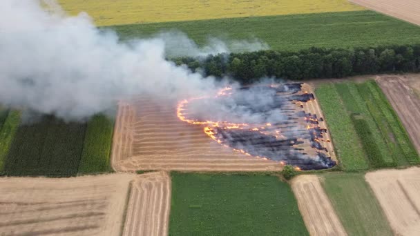 Незаконное сжигание растений остается в поле, фермер сжигает солому после сбора урожая, загрязнения воздуха и разрушения окружающей среды. — стоковое видео