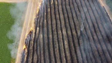 Tarlada yanmış saman biçimi. Tarım ve ekoloji.