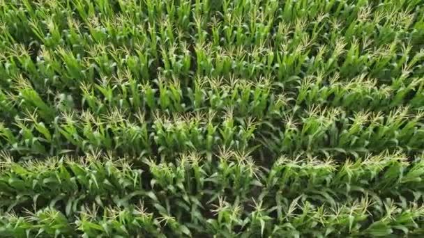 Rows of corn on the field top view, flying over the field by quadcopter. — Stock Video