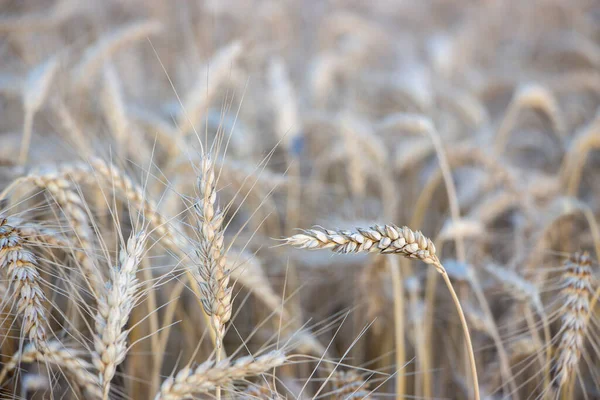 成熟的大麦穗 准备收割麦田 — 图库照片