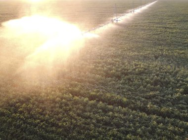 Sabah soya fasulyesi sulama, otomatik alan sulama sistemi, üst görünüm..